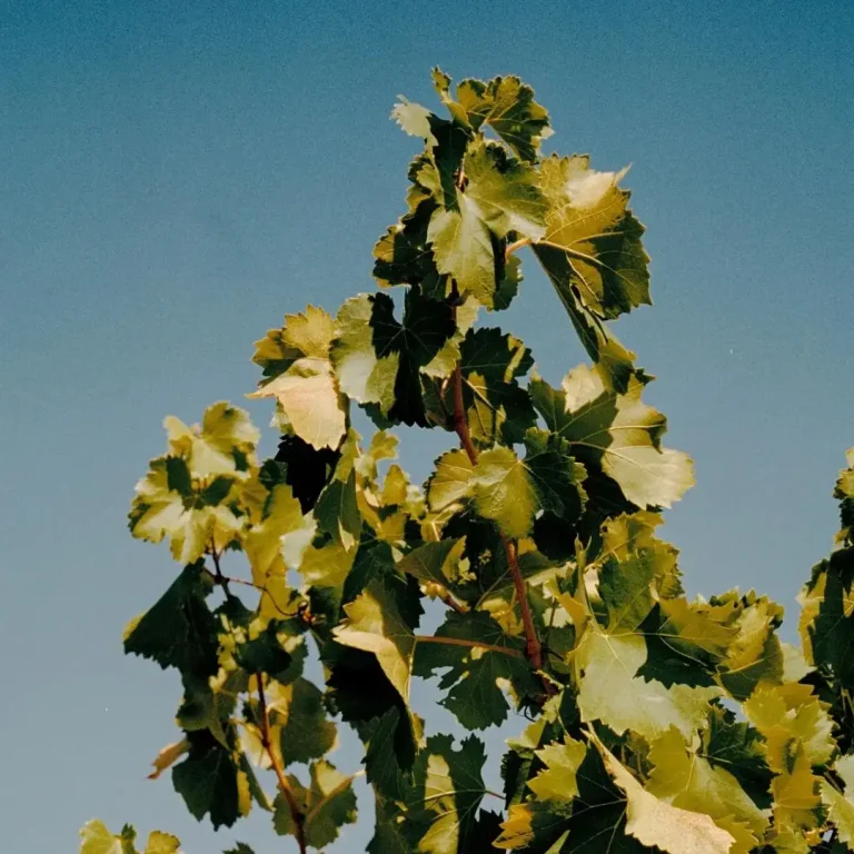 bourgogne-fontenille-collection-hotel-meursault-vgnes