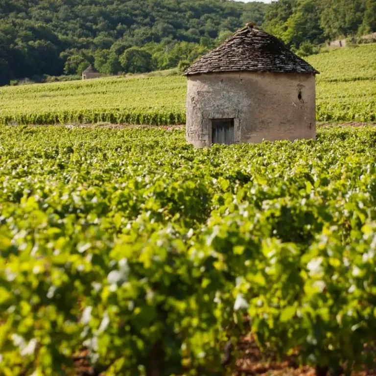 bourgogne-vignes-meursault-fontenille-collection
