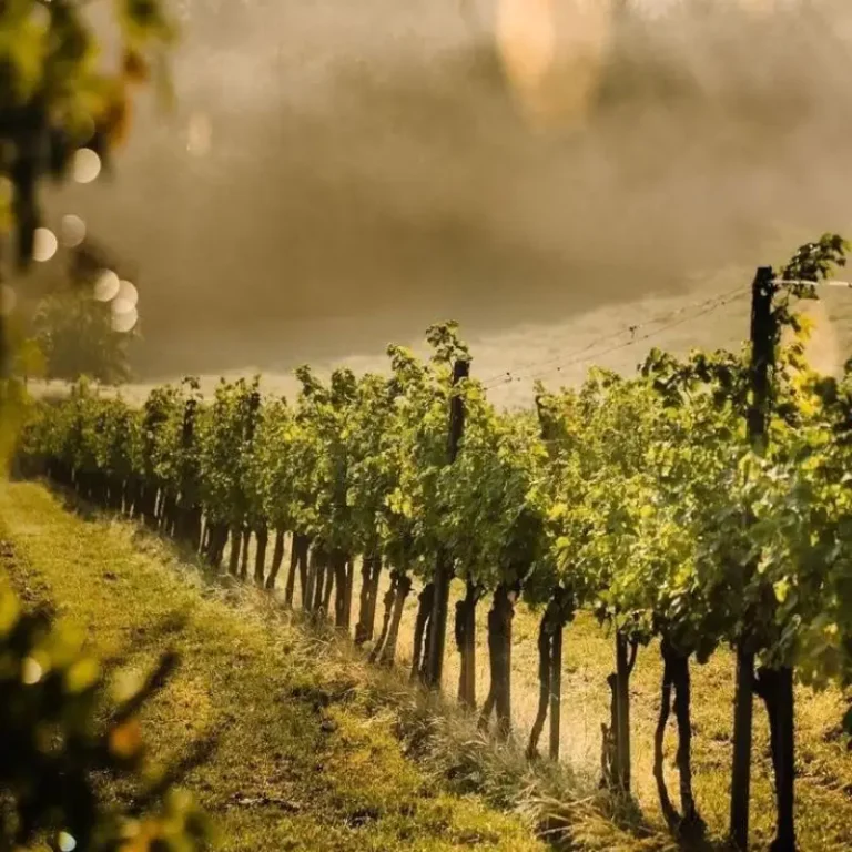 vignes-bourgogne-meursault-chateau-de-citeaux-fontenille-collection